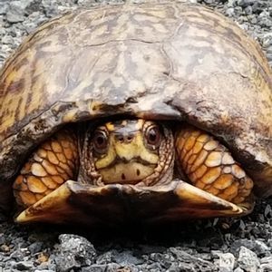 Meet your Posher, Lynnie